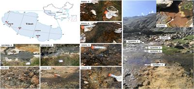 Distribution of Hydrogen-Producing Bacteria in Tibetan Hot Springs, China